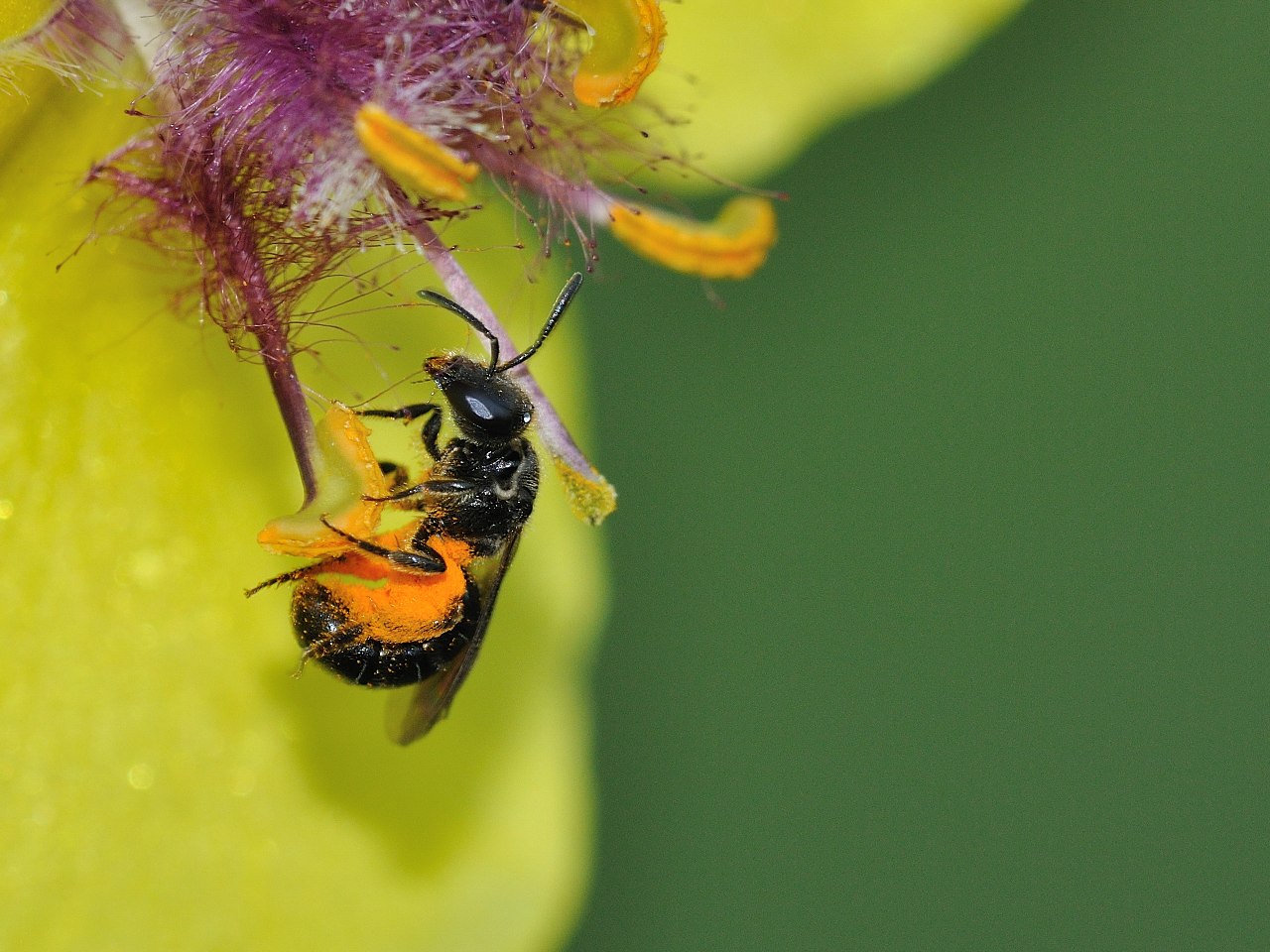 Apidae Halictinae: cfr. Lasioglossum sp., femmina
